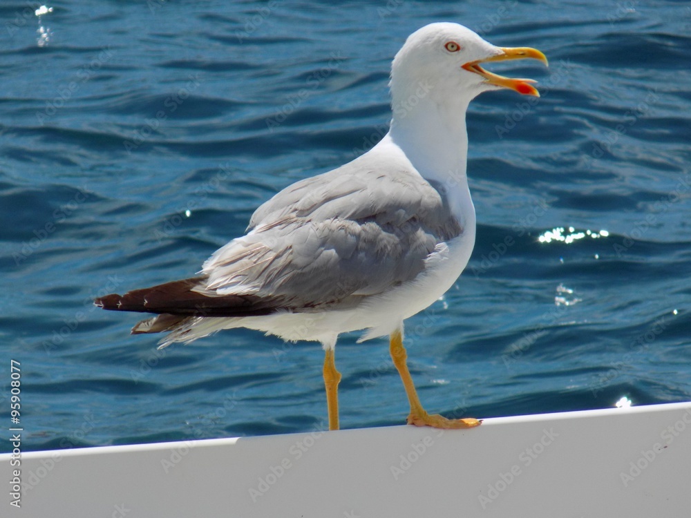 Seagull Seagull