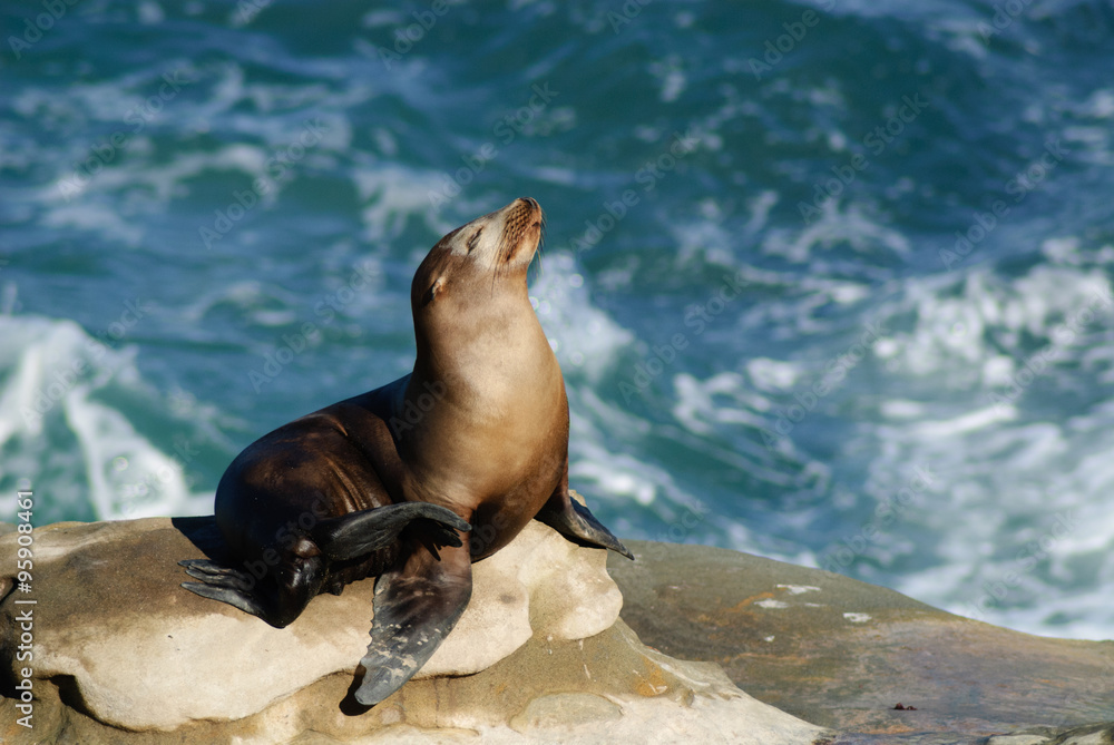 Fototapeta premium Sun Bathing Sea Lion