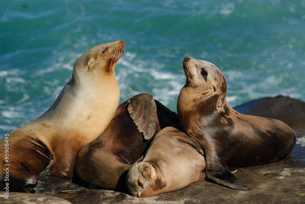 Fototapeta premium California Sea lions (Zalophus Caslifornianus)