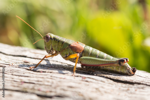 Fototapet young grasshopper  on wooden