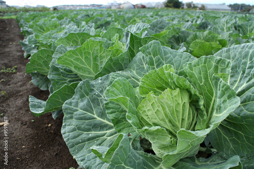 winter cabbage field after the rain 