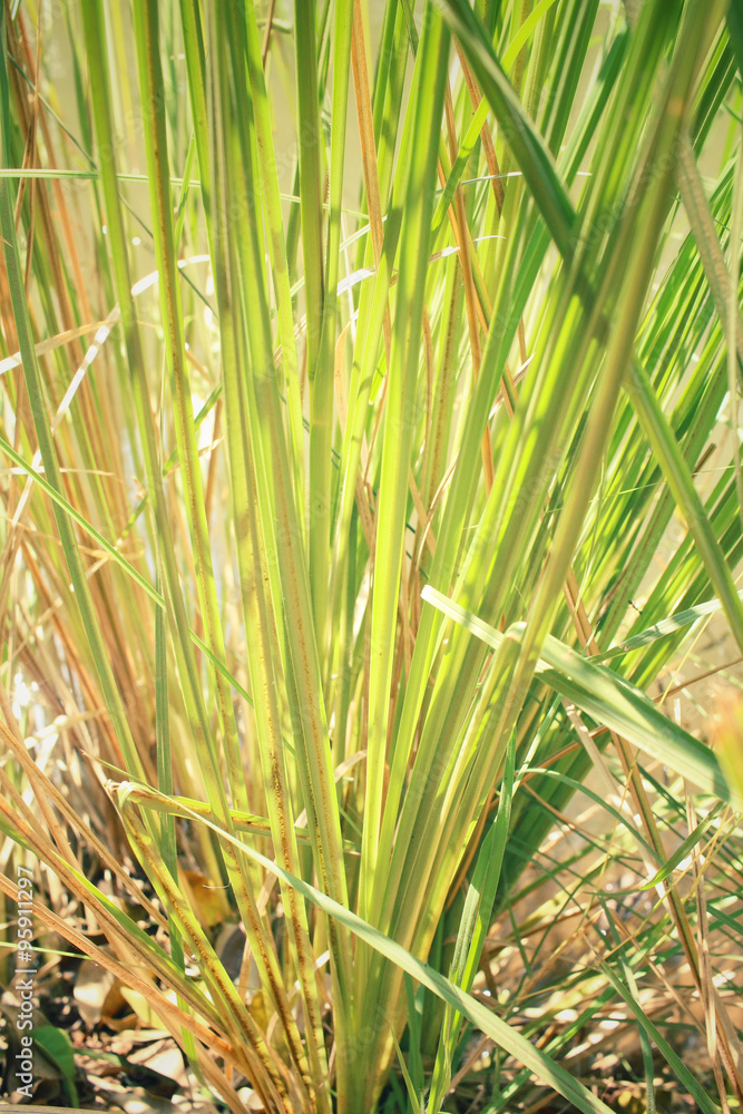 Obraz premium Vetiver grass