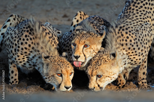 Cheetahs drinking water