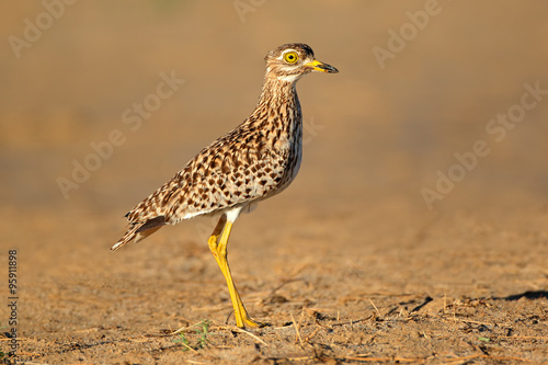 Spotted Dikkop photo