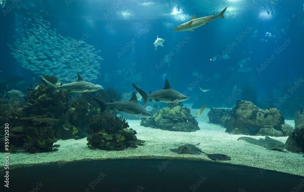 Fototapeta premium Lisbon Aquarium main tank with many fishes and a shark swimming