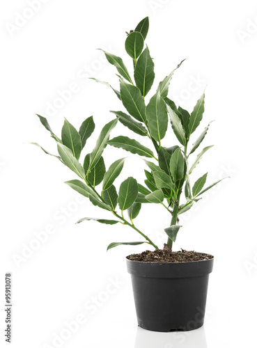 Fresh tree with bay leaves in flowerpot, isolated on white