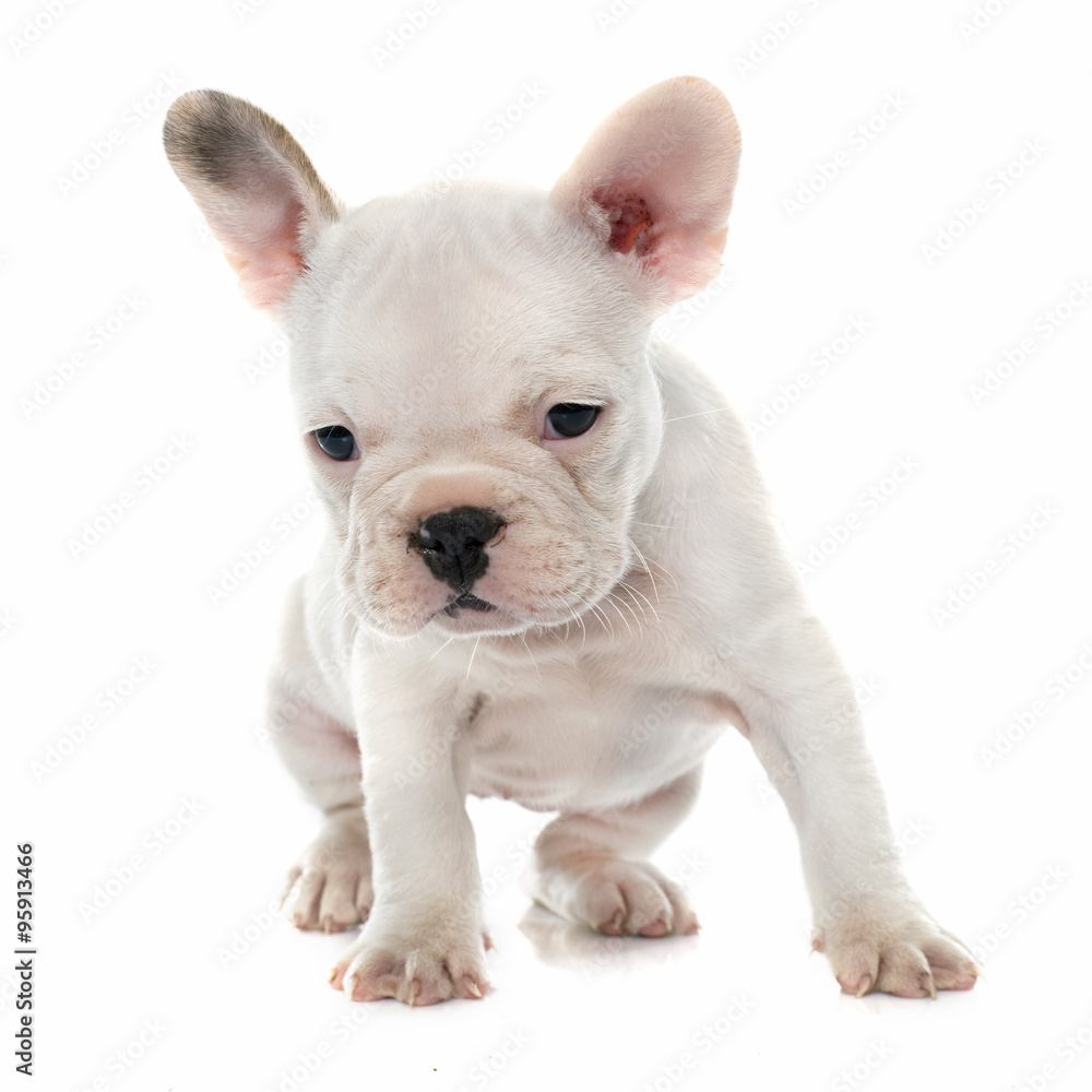 puppy french bulldog