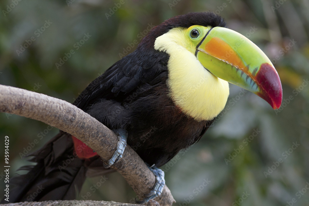 Fototapeta premium Toucan