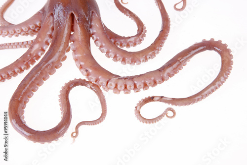 Foto Octopus