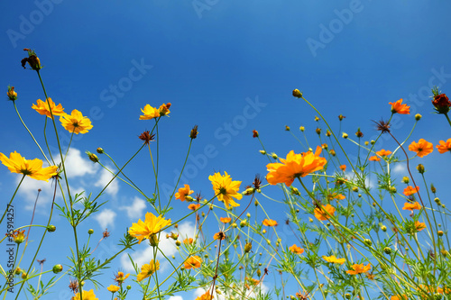 Fototapeta Naklejka Na Ścianę i Meble -  Yellow Cosmos Flower and Blue Sky