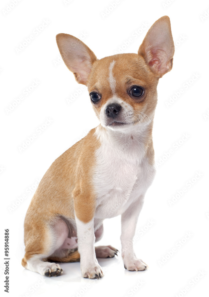young puppy chihuahua