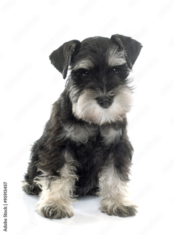 puppy miniature schnauzer