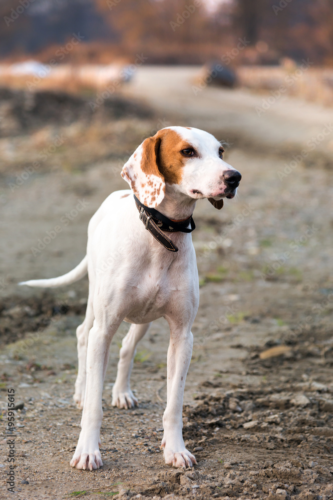 Kurzhaarige istrianer Bracke, Jagdhund Stock Photo | Adobe Stock