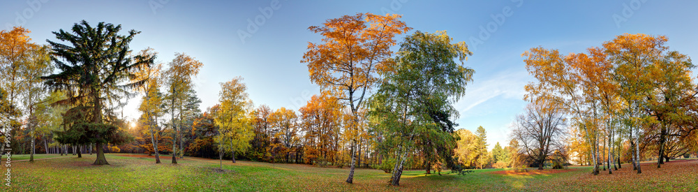 Forest autumn panorama in park