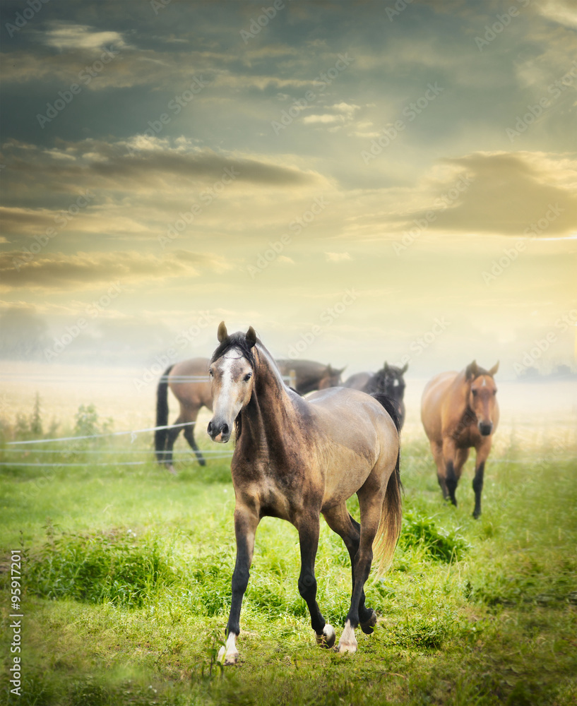 Herd of horses on summer pasture over beautiful dawn sky Herd of horses on summer pasture over beautiful dawn sky