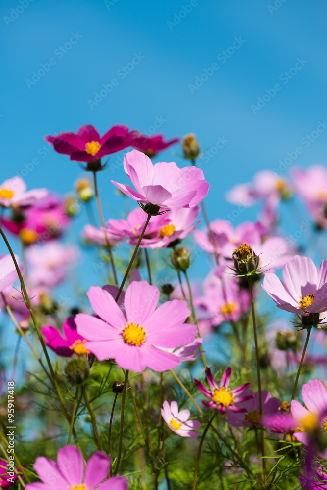  cosmos flowers in the garden with blue sky