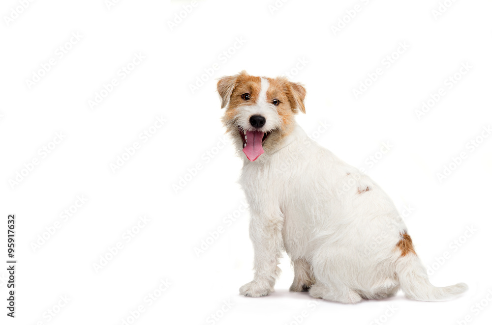 Young dog Jack Russell terrier with his tongue out on the white background