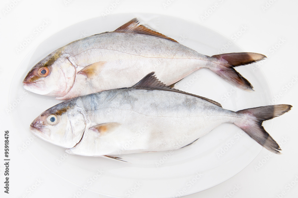 Couple of amberjack fresh fishes on white