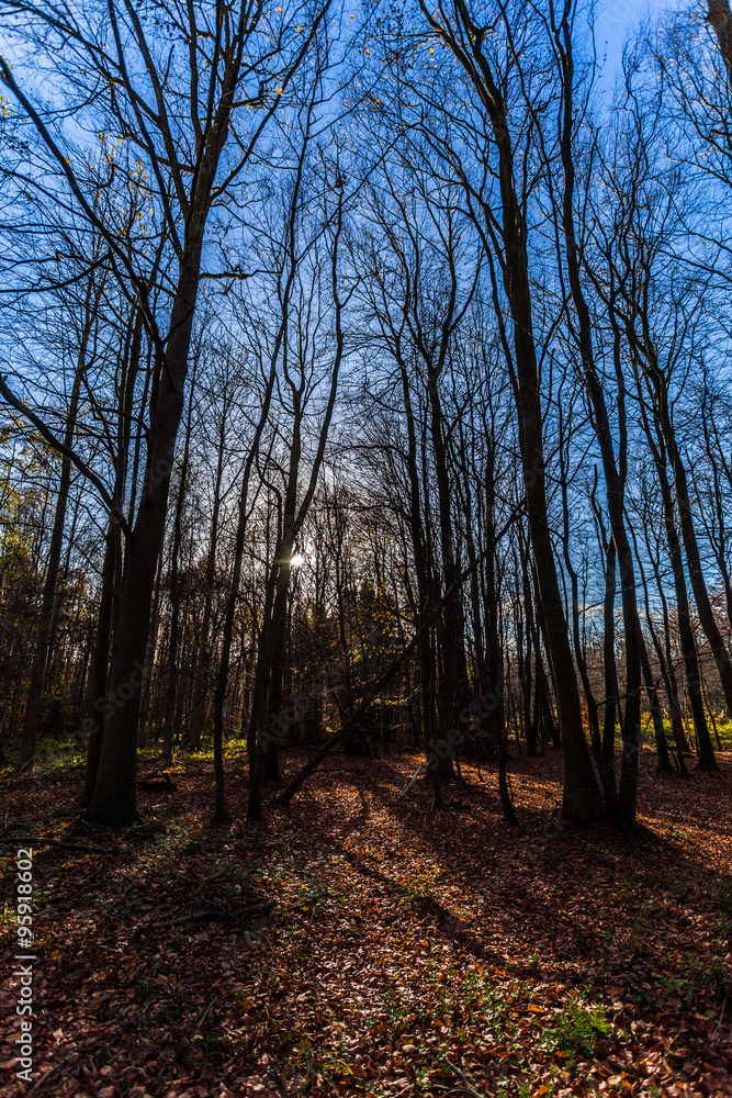 Obraz premium Herbst