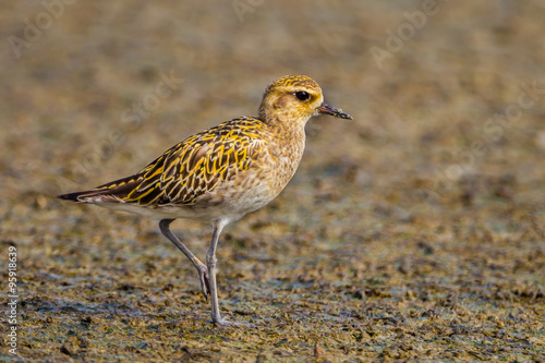 Close up of Pacific Golden Plover(Pluvialis fulva) in nature of Thailand