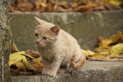 Sonbaharda meraklı küçük sarı kedi (ID: 95919019)