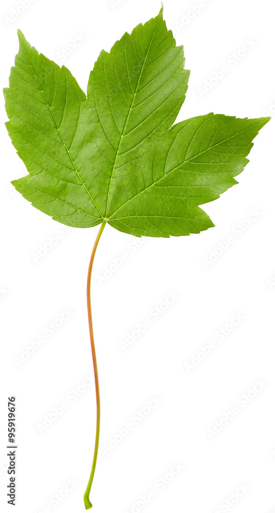 Fototapeta premium Maple leaf