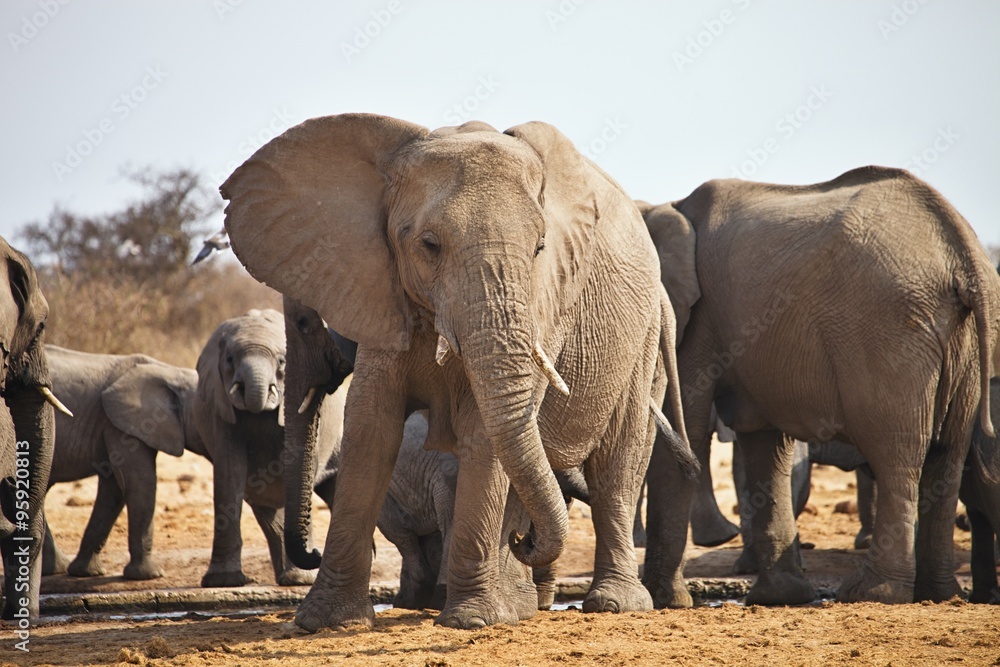 Fototapeta premium African elephants, Loxodon africana, drinking water at waterhole Etosha, Namibia