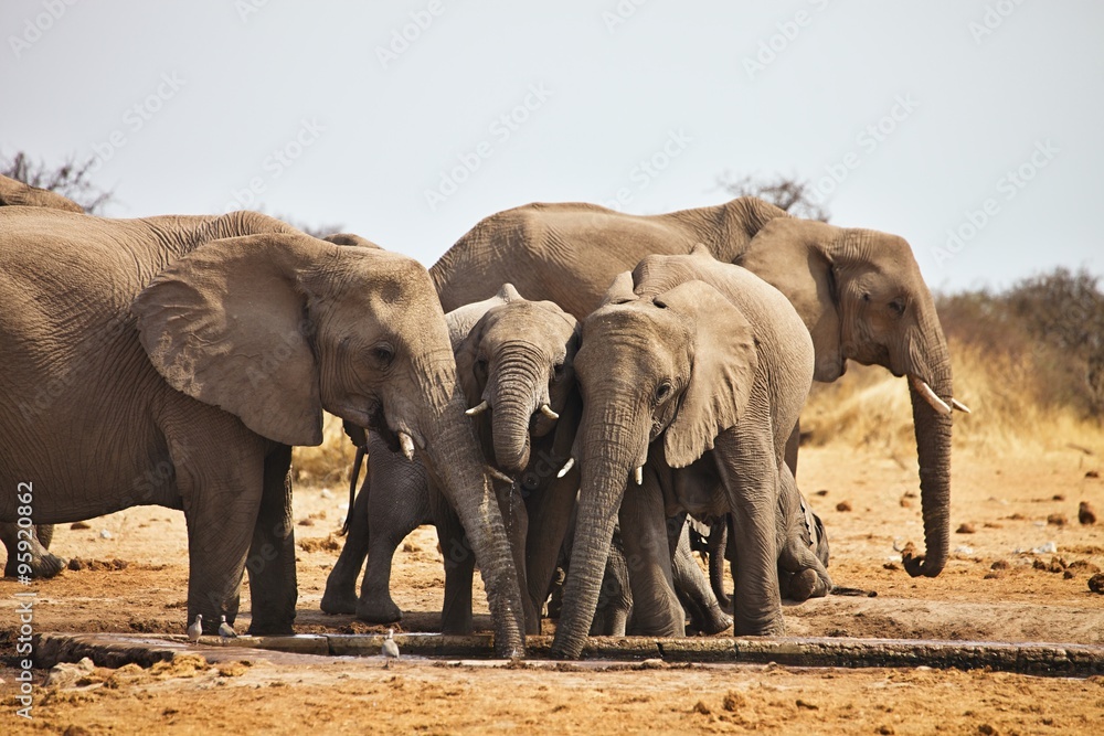 African elephants, Loxodon africana, drinking water at waterhole Etosha, Namibia African elephants, Loxodon africana, drinking water at waterhole Etosha, Namibia