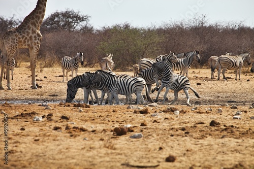 fighting males Damara zebras and giraffes at the waterhole  Etosha  Namibia