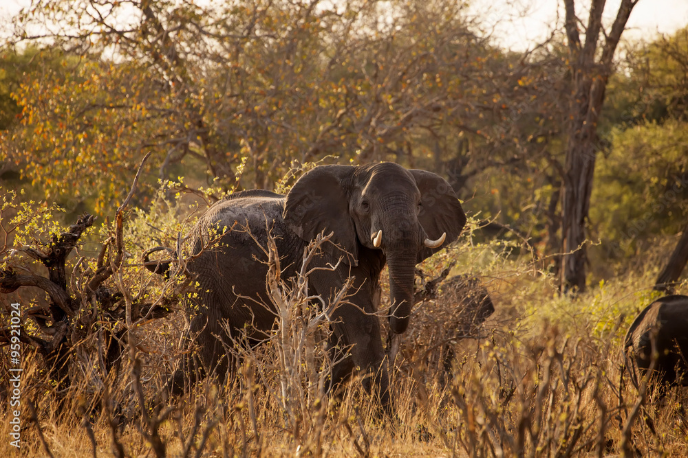 Obraz premium herd of elephants moving dirt road Bwabwata National Park, Namibia