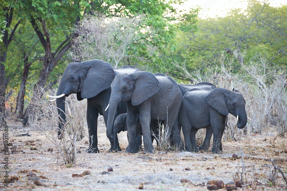 Obraz premium elephants at waterhole, in the Bwabwata National Park, Namibia