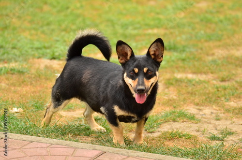 Quadro su tela Pies (dog)