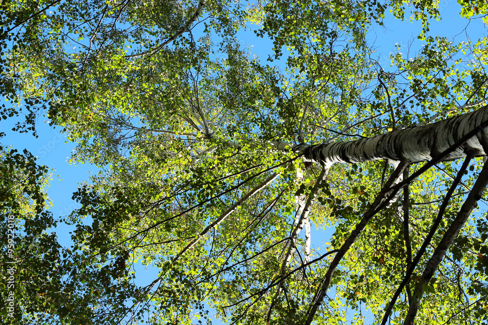 Fototapeta premium Spring Summer Sun Shining Through Canopy Of Tall Trees.
