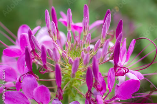 Close up of purple flower