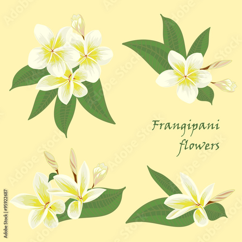 Set of flowers frangipani with leafs in realistic hand-drawn style