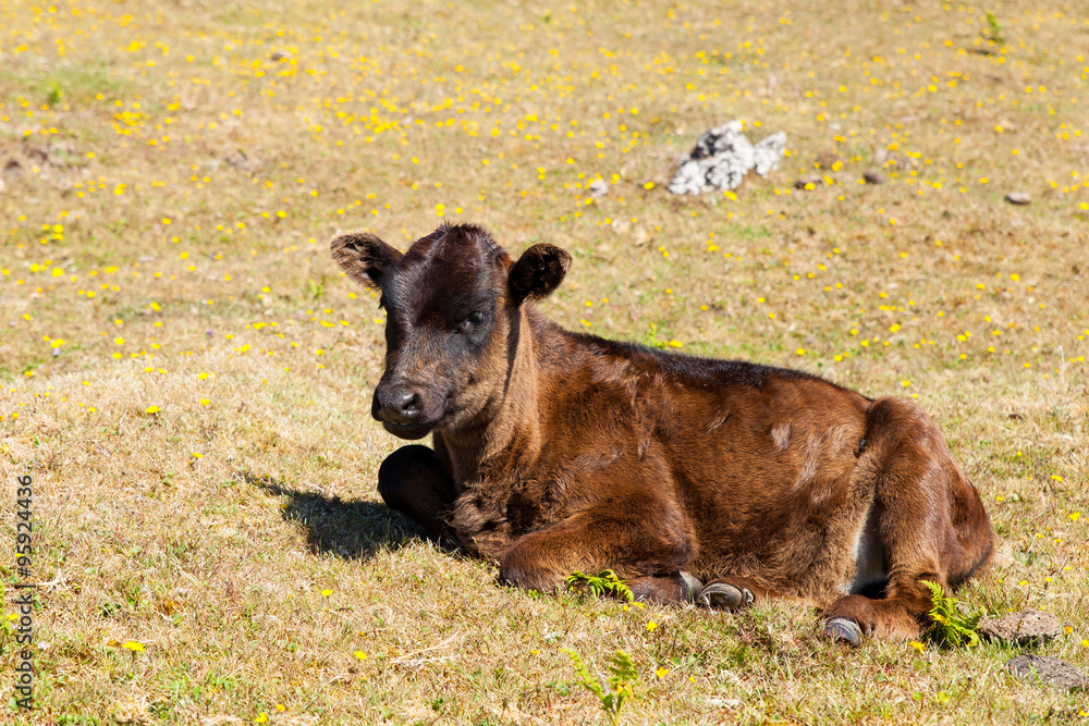Cow and veal pasture in the mountains madeira Cow and veal pasture in the mountains madeira