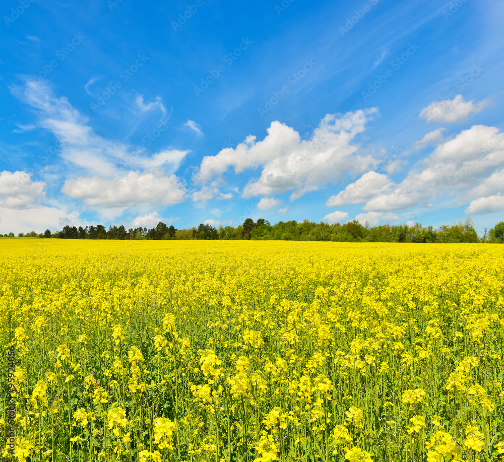 Obraz premium Rape field