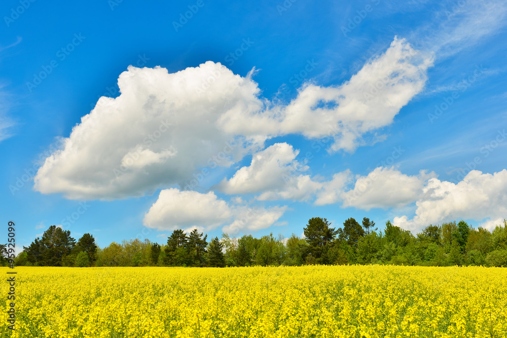 Obraz premium Rape field