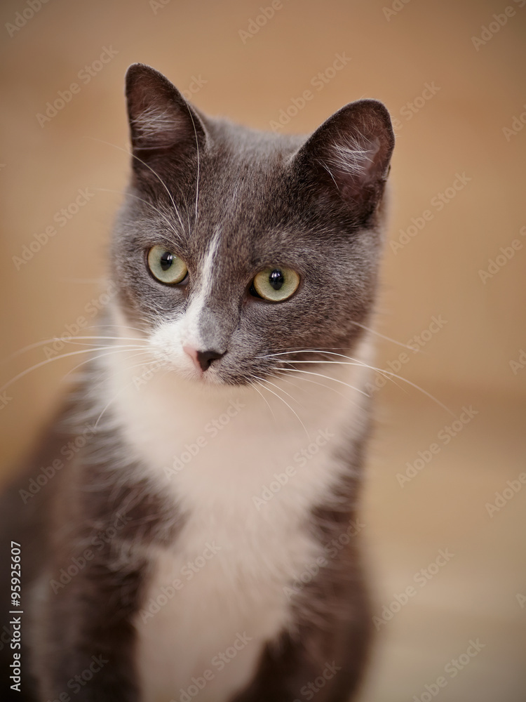 Portrait of a smoky-gray domestic cat.