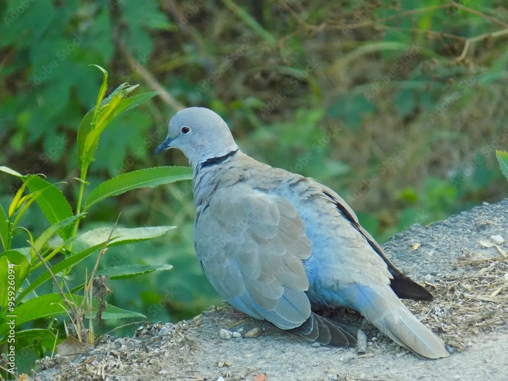 Fototapeta premium Pigeon
