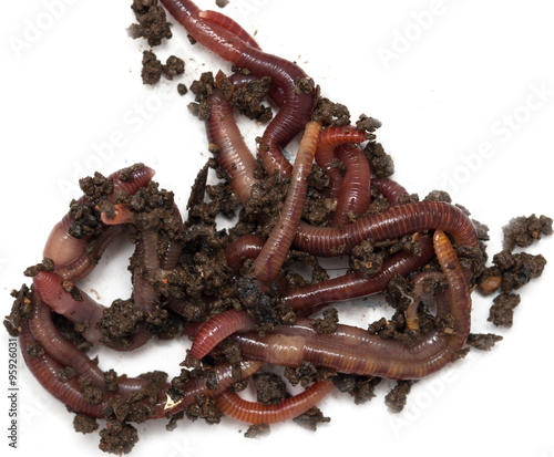Worms on a white background