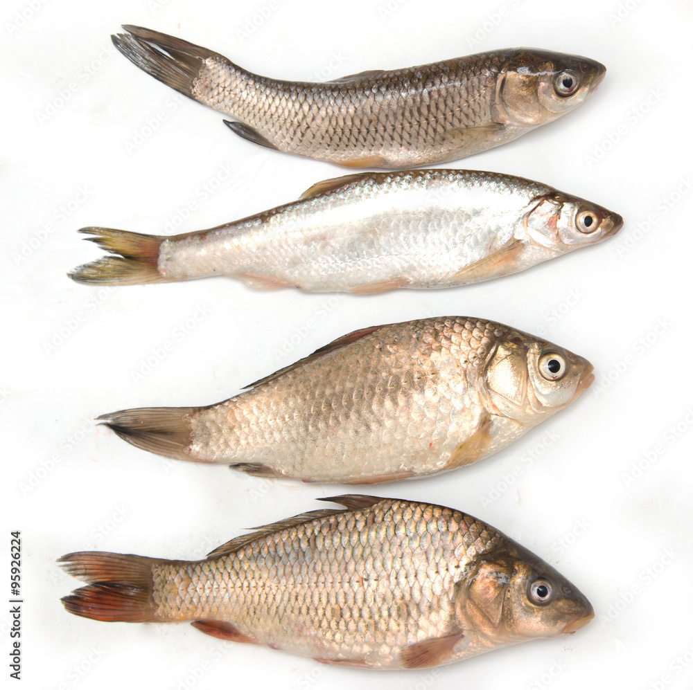small fish on a white background small fish on a white background