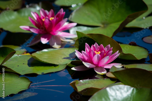 Fototapeta Naklejka Na Ścianę i Meble -  Pink water lily