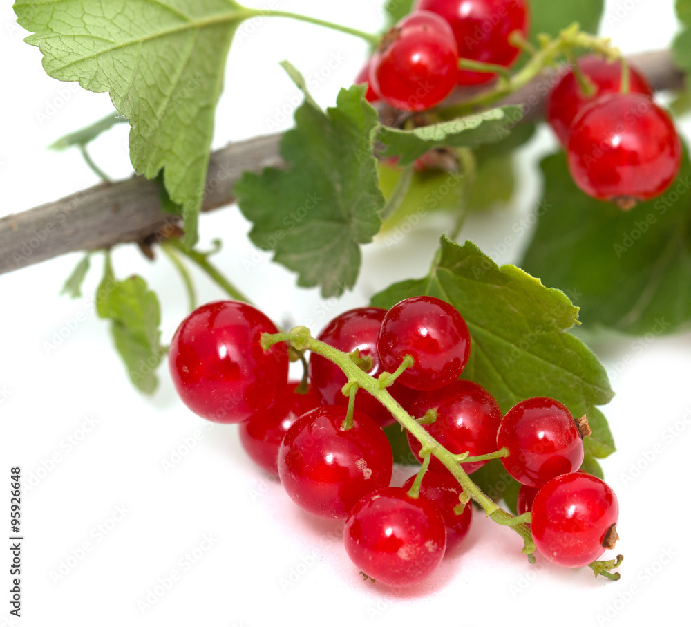 red currants on a white background red currants on a white background