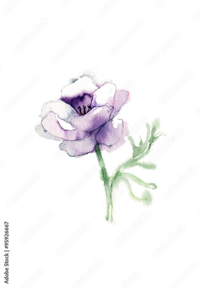 アネモネ 紫色 Stock イラスト Adobe Stock