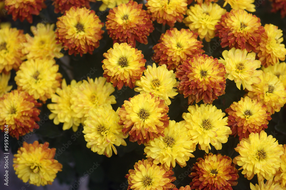 Yellow-red chrysanthemum Yellow-red chrysanthemum