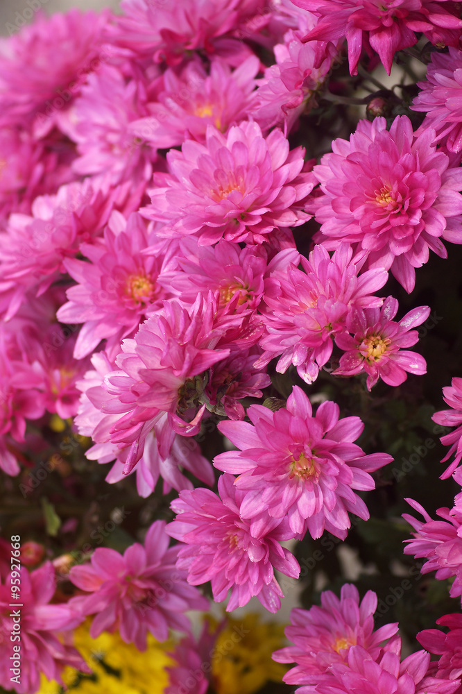 Light purple chrysanthemum Light purple chrysanthemum