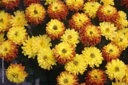 Yellow-red chrysanthemum © tanyatorgonskaya