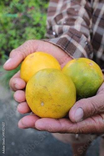 Oranges fruits on hand