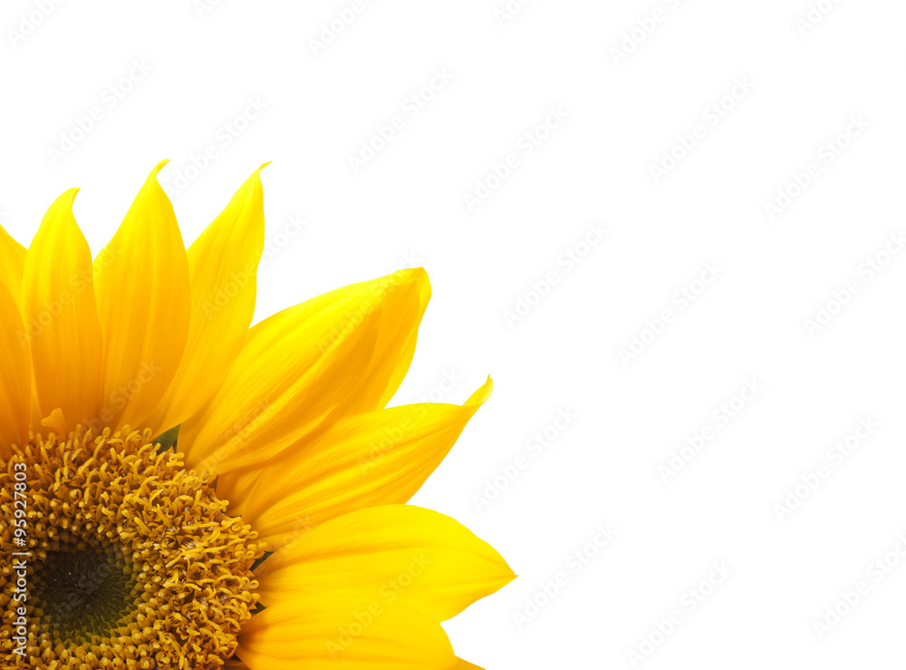 Obraz premium Sunflower Background